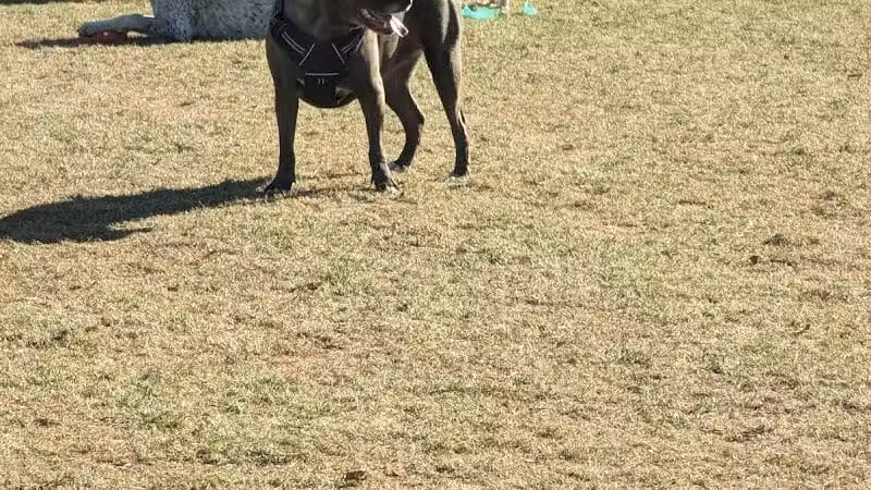 Sunset Dog Park - Las Vegas, NV