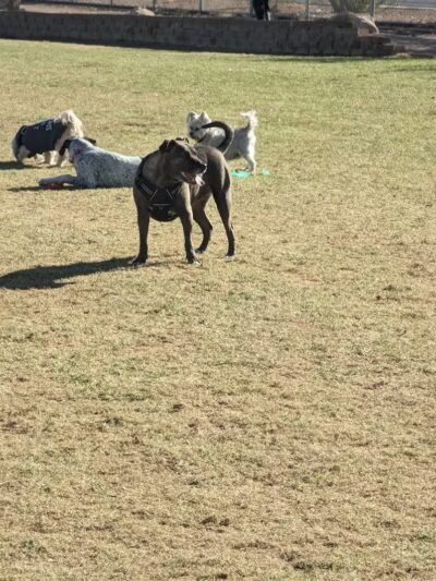 Sunset Dog Park - Las Vegas, NV