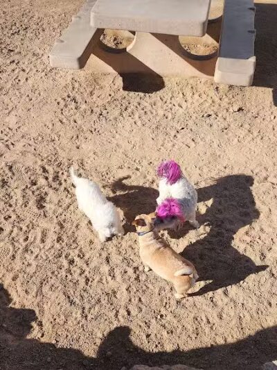 Sunset Dog Park - Las Vegas, NV