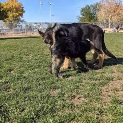 Sunset Dog Park - Las Vegas, NV