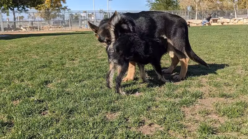 Sunset Dog Park - Las Vegas, NV