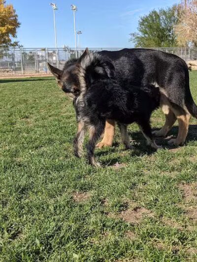 Sunset Dog Park - Las Vegas, NV