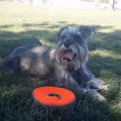 Sunset Dog Park - Las Vegas, NV