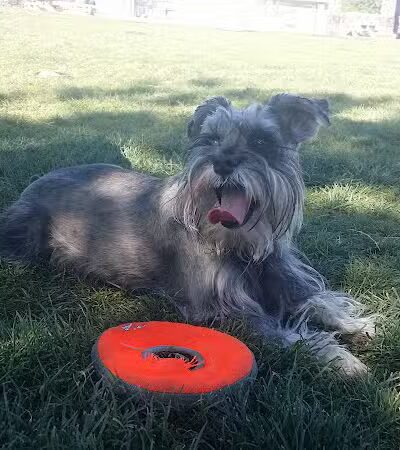 Sunset Dog Park - Las Vegas, NV