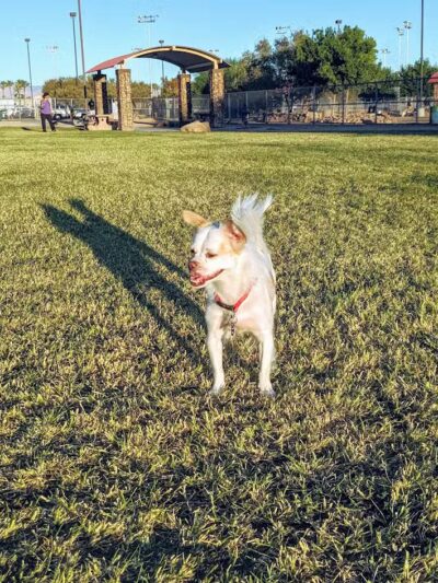 Sunset Dog Park - Las Vegas, NV