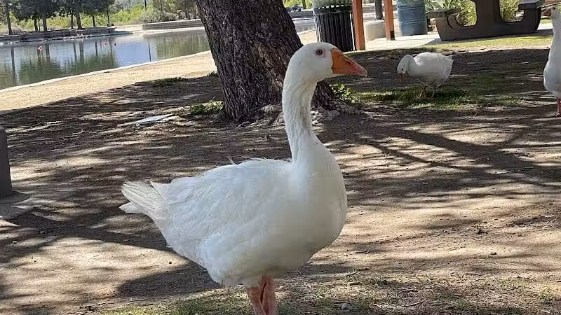 Sunset Park - Las Vegas, NV