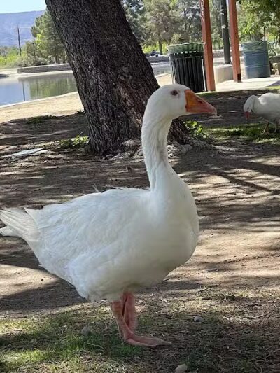 Sunset Park - Las Vegas, NV