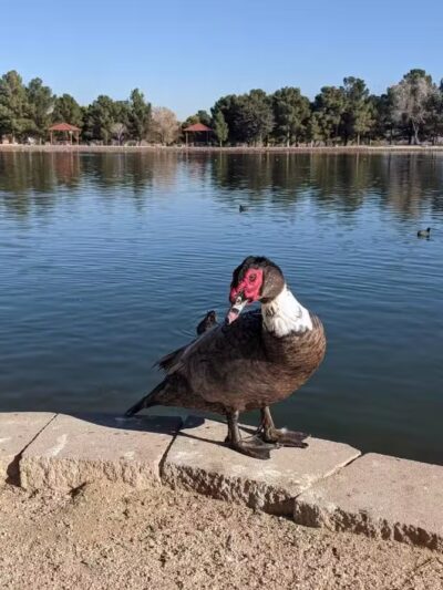 Sunset Park - Las Vegas, NV