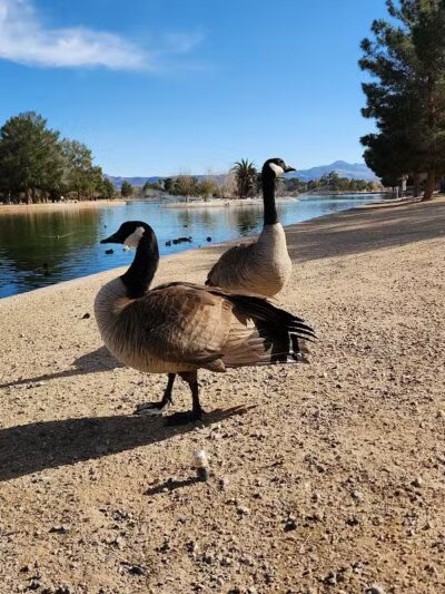 Sunset Park - Las Vegas, NV