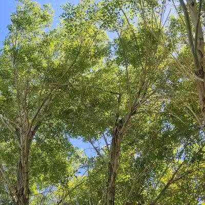 The Crossing Park - Las Vegas, NV