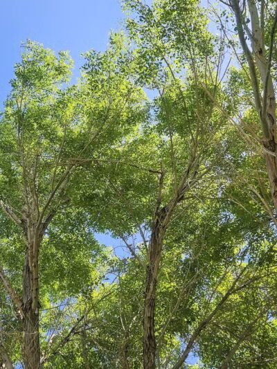 The Crossing Park - Las Vegas, NV