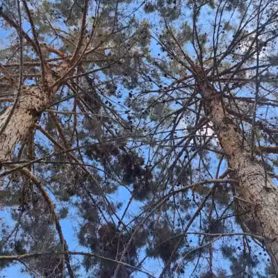 The Hills Park - Las Vegas, NV