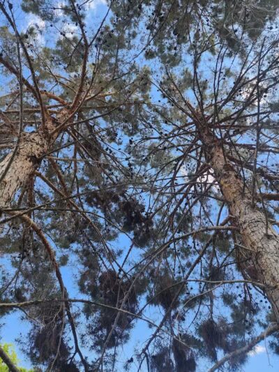 The Hills Park - Las Vegas, NV