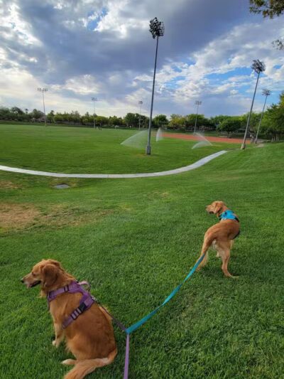 The Willows Park & Pool - Las Vegas, NV