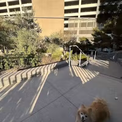 Vdara Dog Park - Las Vegas, NV
