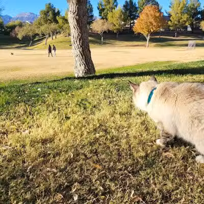 Village Green Park - Las Vegas, NV