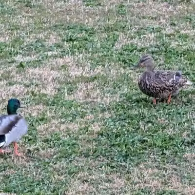 Village Green Park - Las Vegas, NV