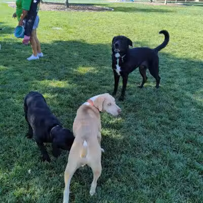 Woofter Family Park - Las Vegas, NV