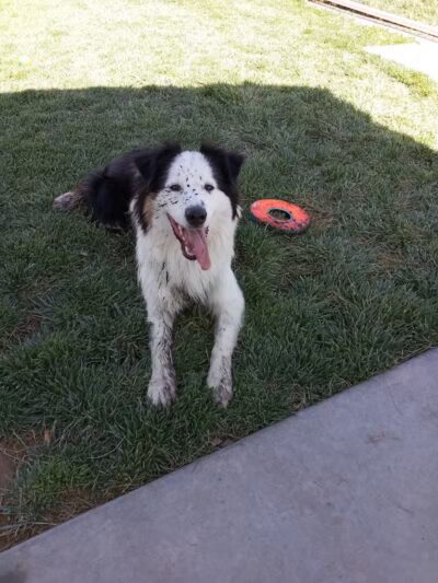 Woofter Family Park - Las Vegas, NV