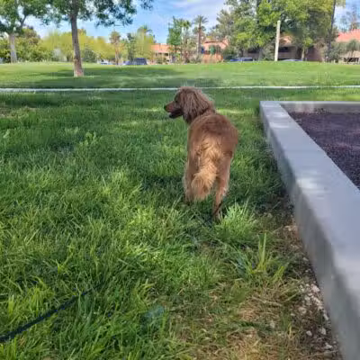 Woofter Family Park - Las Vegas, NV