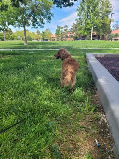 Woofter Family Park - Las Vegas, NV
