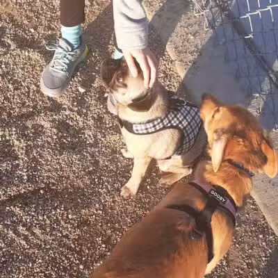 Woofter Family Park - Las Vegas, NV