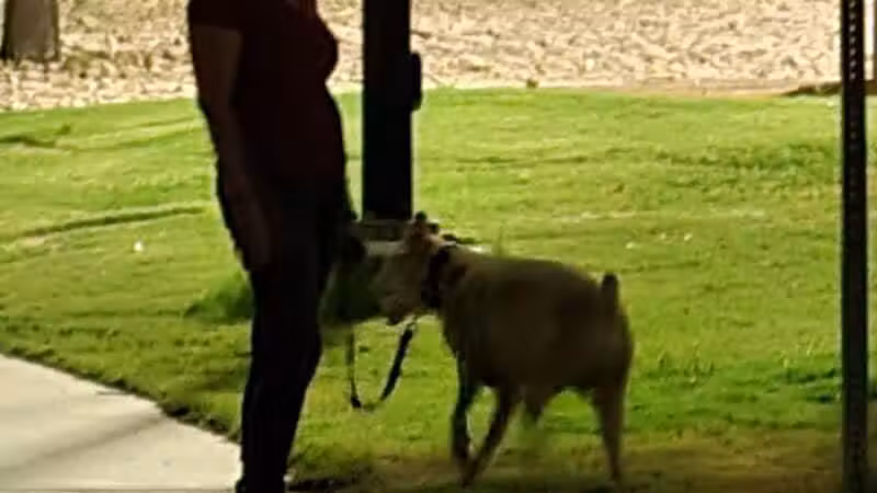 Jaycee park - Las Vegas, NV