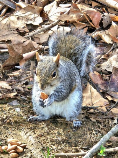 Legion Keener Park - Latrobe, PA