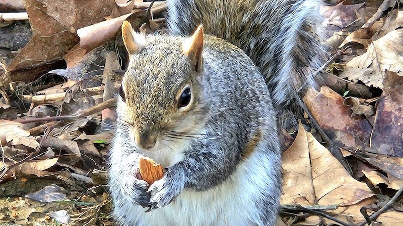 Legion Keener Park - Latrobe, PA