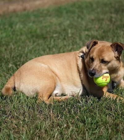 Laurens County Park - Laurens, SC