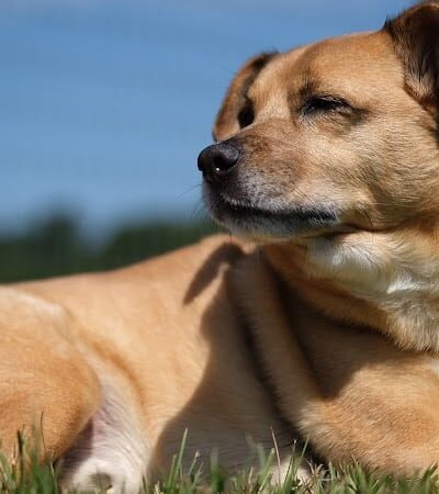 Laurens County Park - Laurens, SC