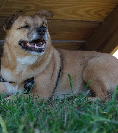 Laurens County Park - Laurens, SC