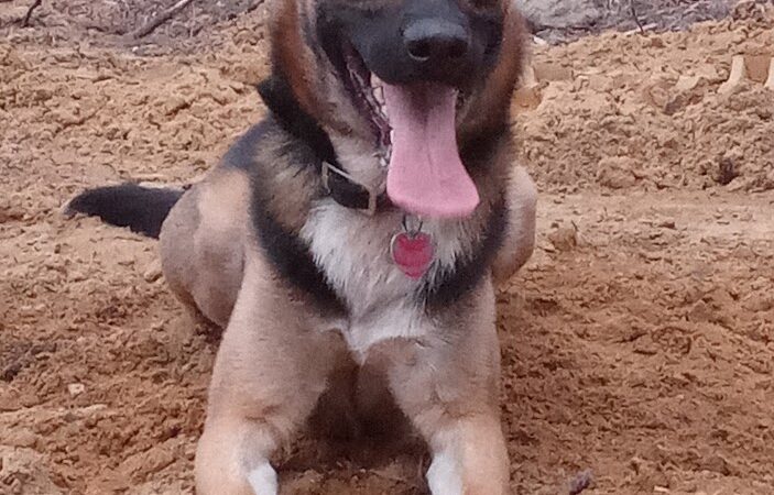 Laurinburg Dog Park - Laurinburg, NC