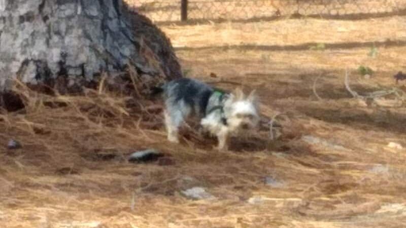 Laurinburg Dog Park - Laurinburg, NC