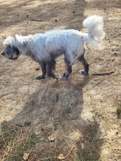 Laurinburg Dog Park - Laurinburg, NC