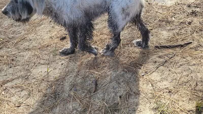 Laurinburg Dog Park - Laurinburg, NC