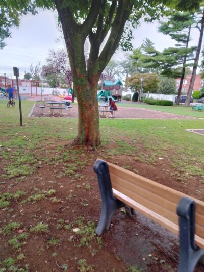 Zion Park - Lawrence, NY