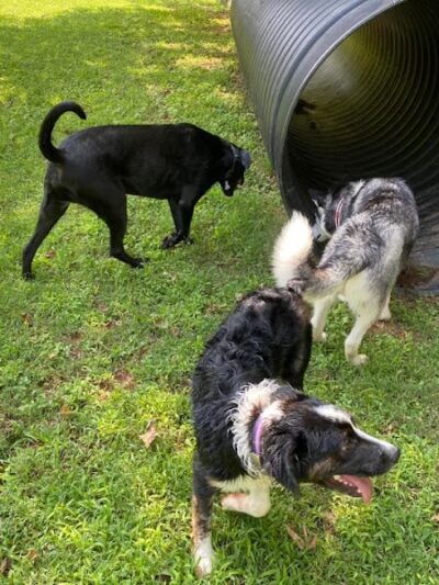 Mitzi L. Sweet Memorial Dog Park - Lawrenceburg, TN