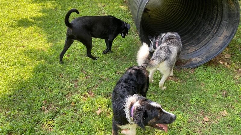 Mitzi L. Sweet Memorial Dog Park - Lawrenceburg, TN