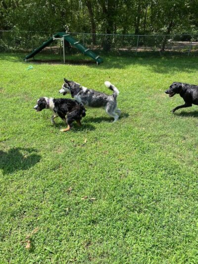 Mitzi L. Sweet Memorial Dog Park - Lawrenceburg, TN