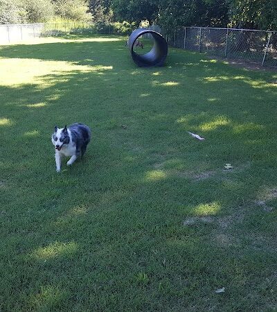 Mitzi L. Sweet Memorial Dog Park - Lawrenceburg, TN