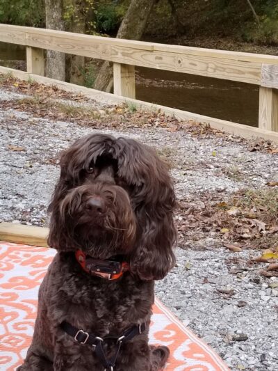 Mitzi L. Sweet Memorial Dog Park - Lawrenceburg, TN