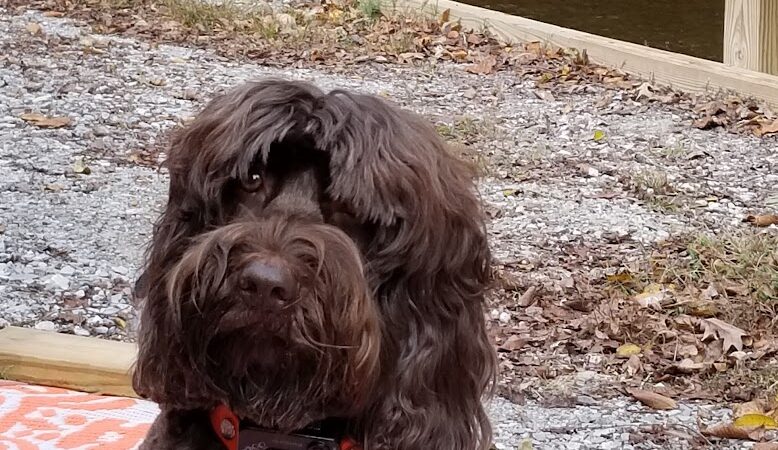 Mitzi L. Sweet Memorial Dog Park - Lawrenceburg, TN