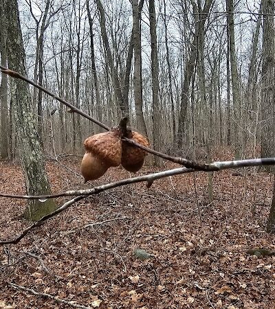 Colonel Ledyard Park - Ledyard, CT