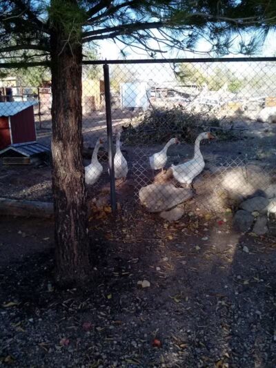 Leeds City Park - Leeds, UT