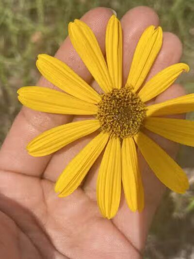 P.E.A.R. Park "Gateway" - Leesburg, FL