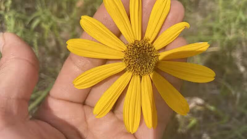 P.E.A.R. Park "Gateway" - Leesburg, FL