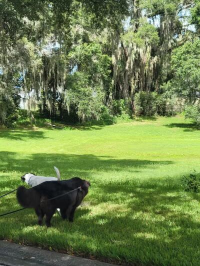 P.E.A.R. Park "Gateway" - Leesburg, FL