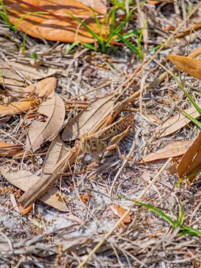 P.E.A.R. Park "Gateway" - Leesburg, FL