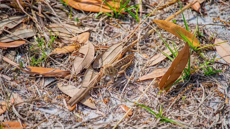 P.E.A.R. Park "Gateway" - Leesburg, FL